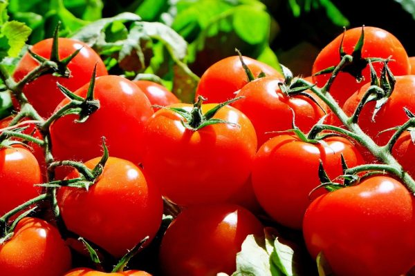 Cultiver des tomates avec de l’engrais bio : les points forts