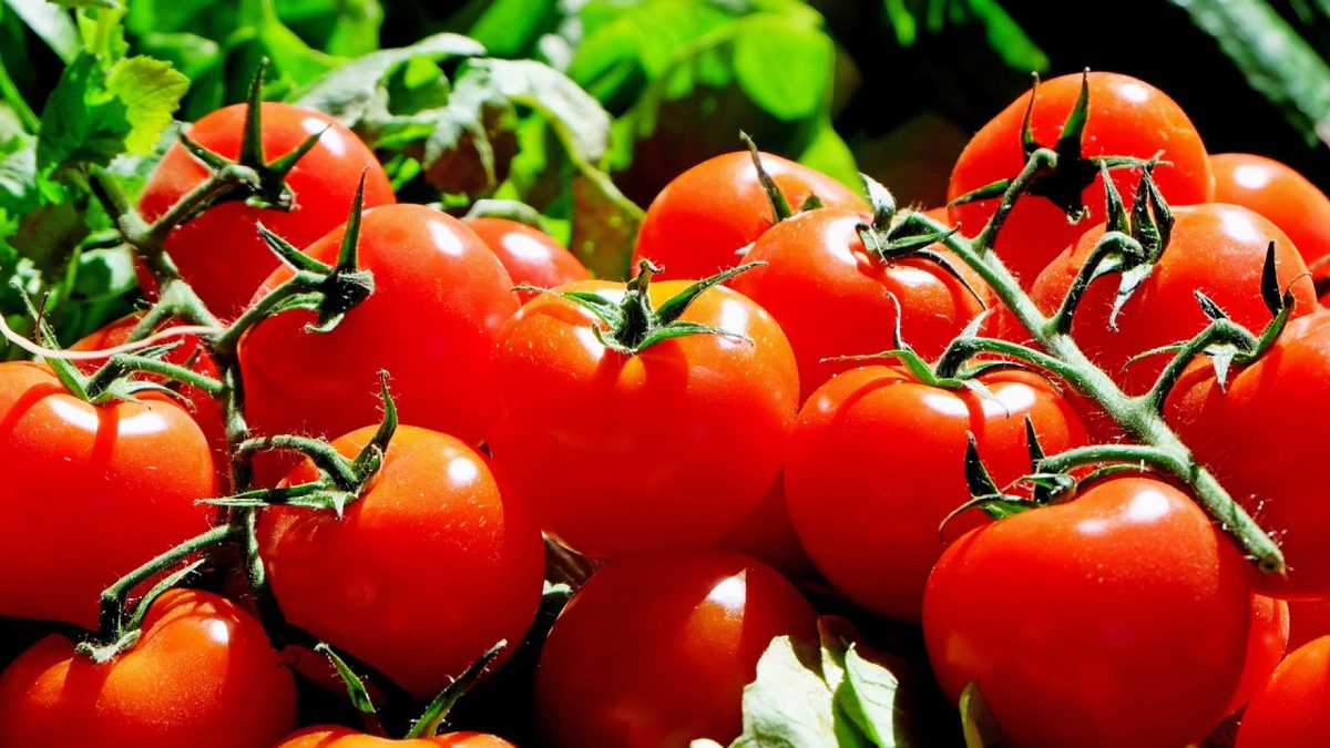 Cultiver des tomates avec de l’engrais bio : les points forts