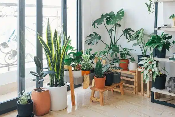 Conseils pratiques pour choisir et entretenir vos plantes d’intérieur selon votre habitat