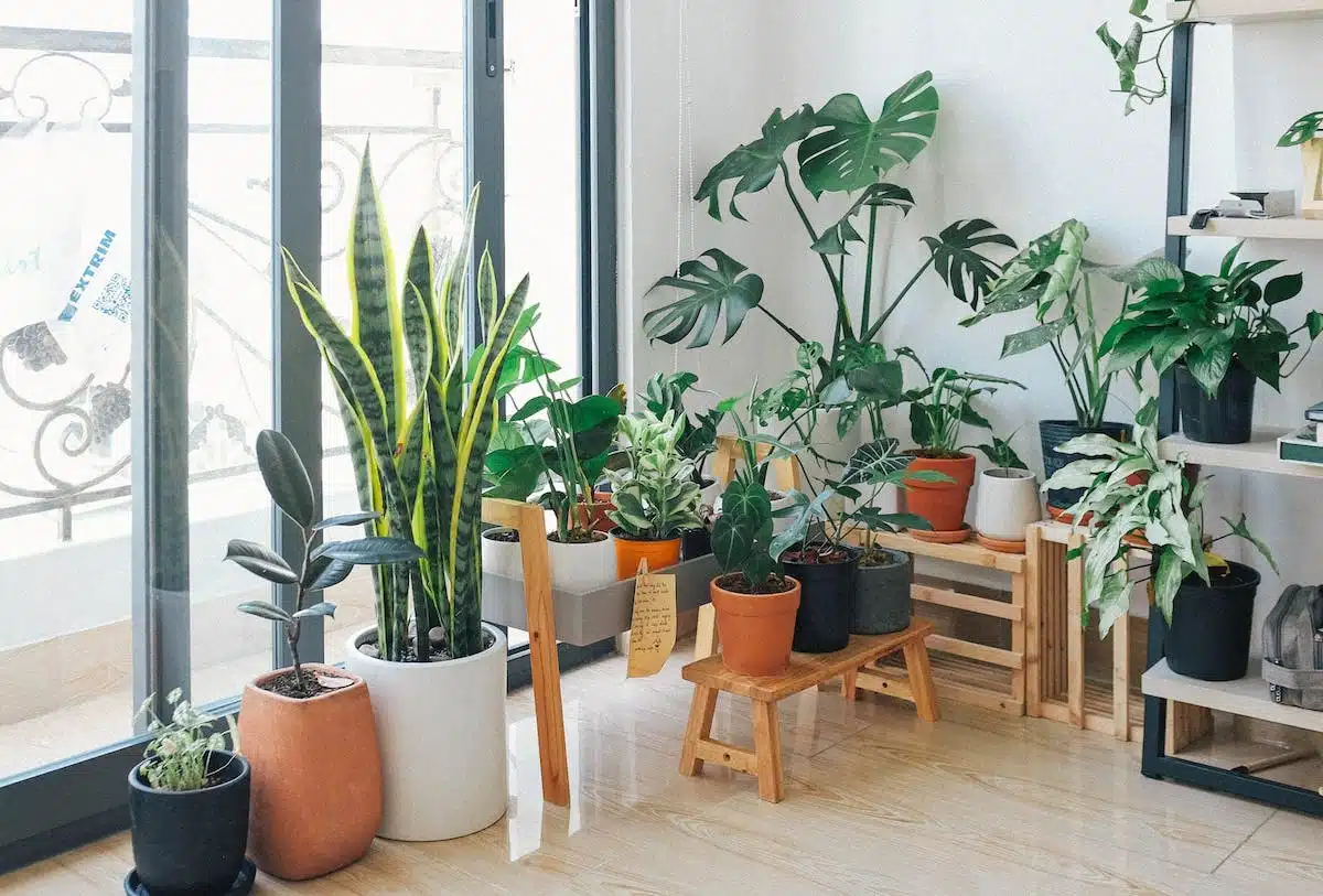 Conseils pratiques pour choisir et entretenir vos plantes d’intérieur selon votre habitat
