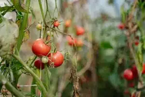 Comment traiter la maladie de la tige noire des tomates dans un potager ?