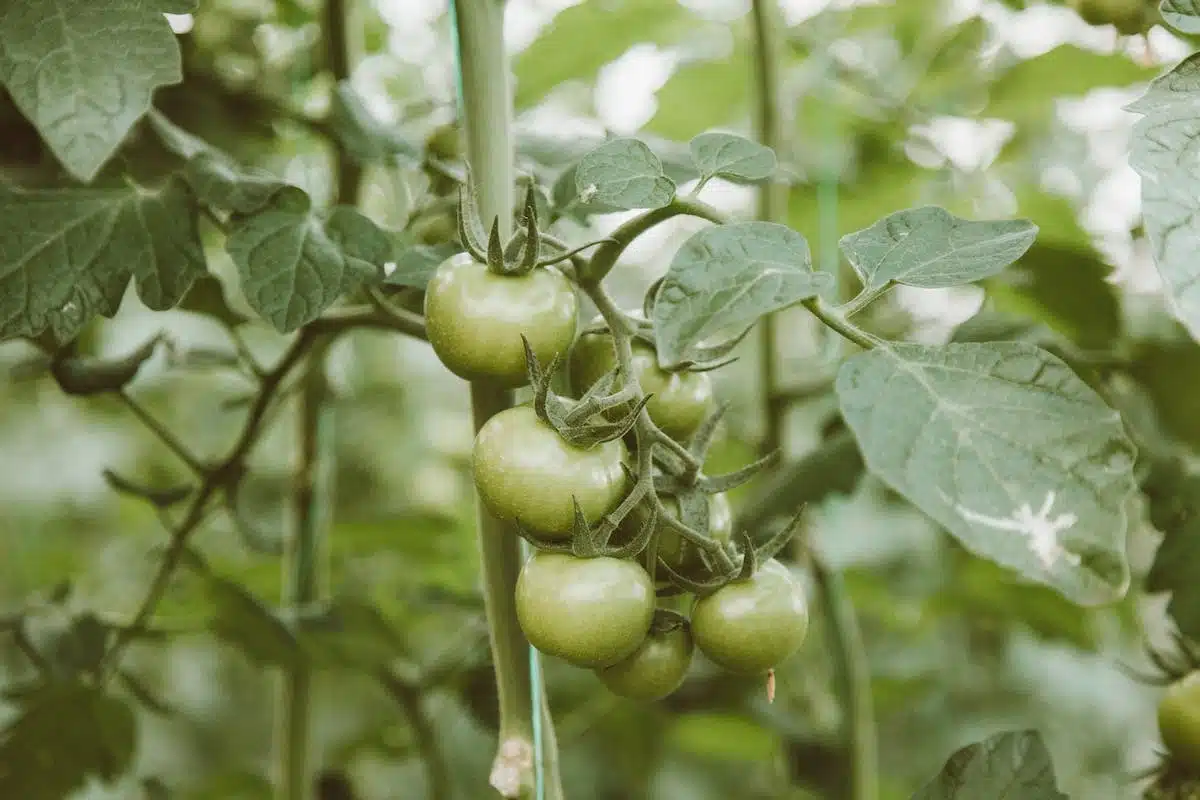 tomates maladie
