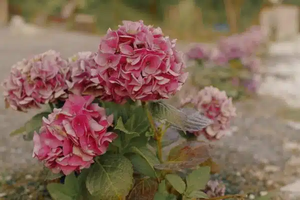 Comment corriger les erreurs qui font que vos hortensias ne fleurissent pas ?