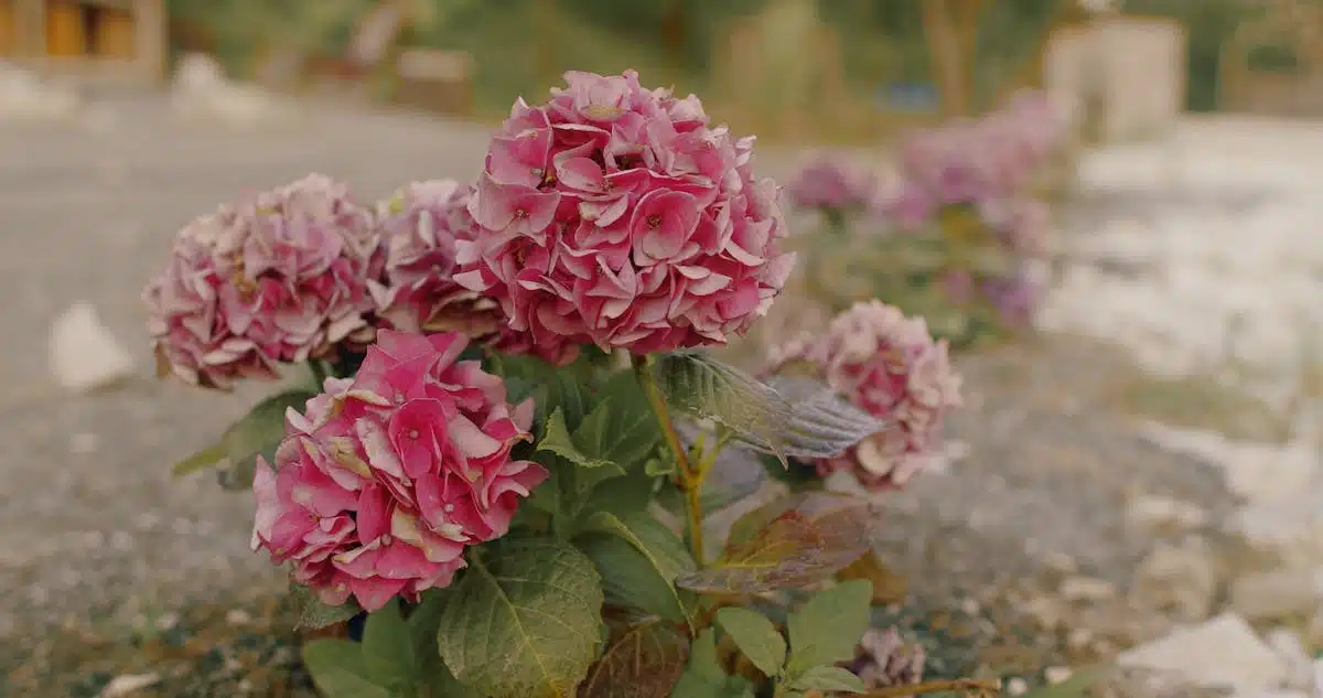 Comment corriger les erreurs qui font que vos hortensias ne fleurissent pas ?