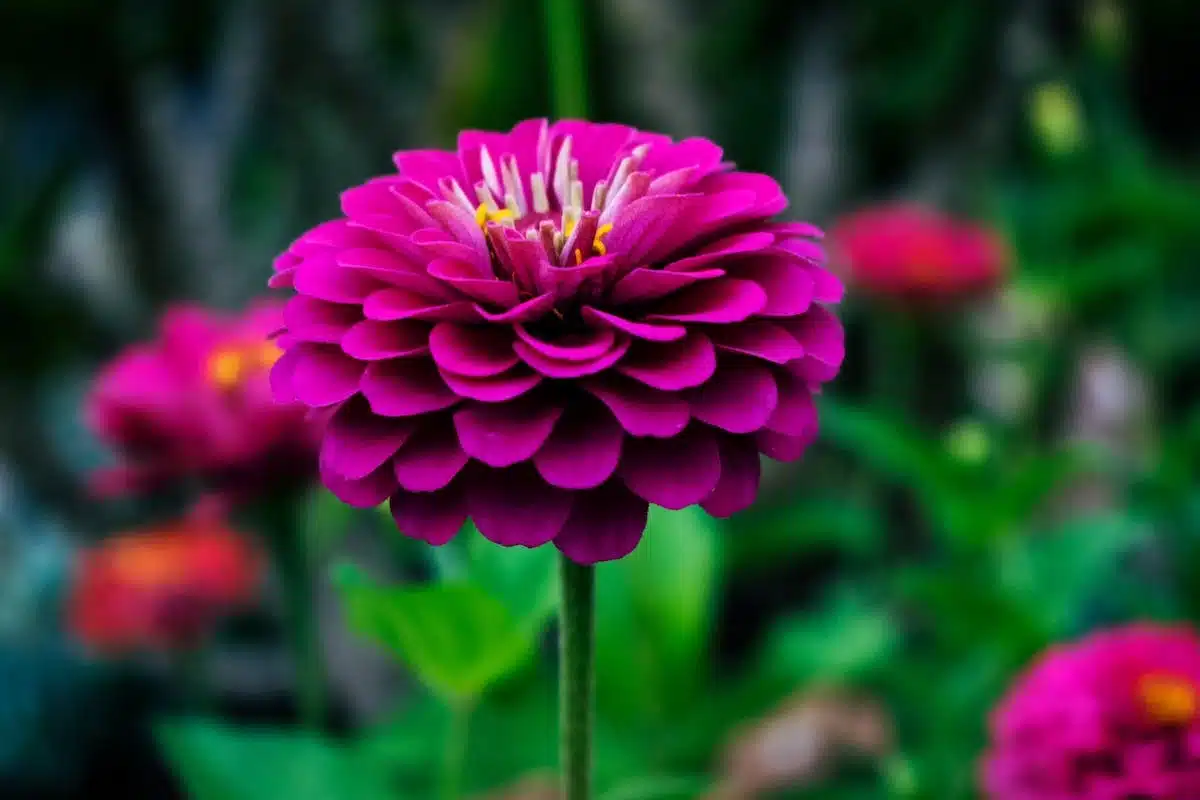 hortensias  erreurs