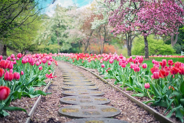 tulipes