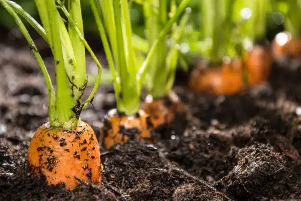Repiquer des carottes : comment doit-on s’y prendre ?