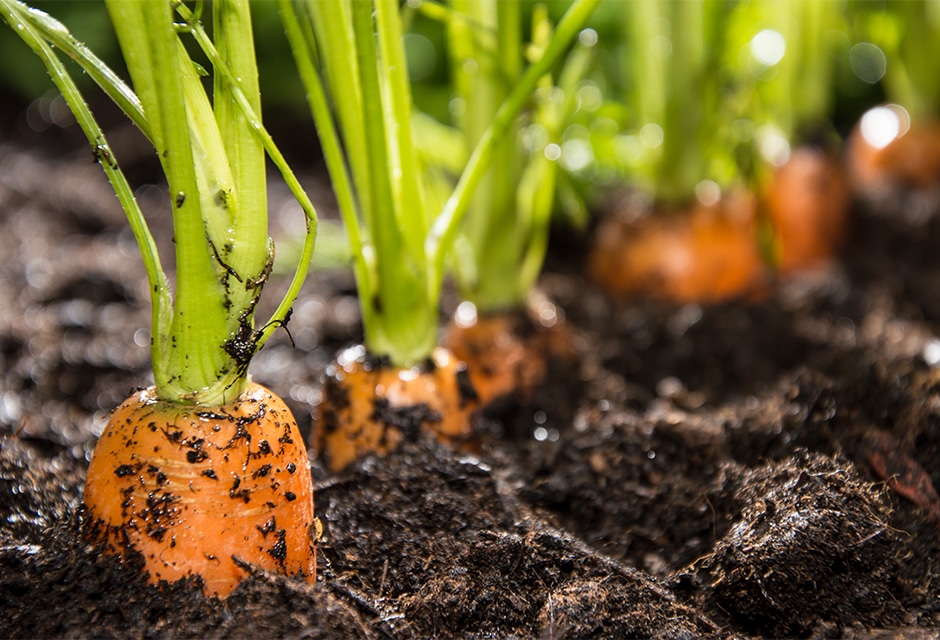 Repiquer des carottes : comment doit-on s’y prendre ?