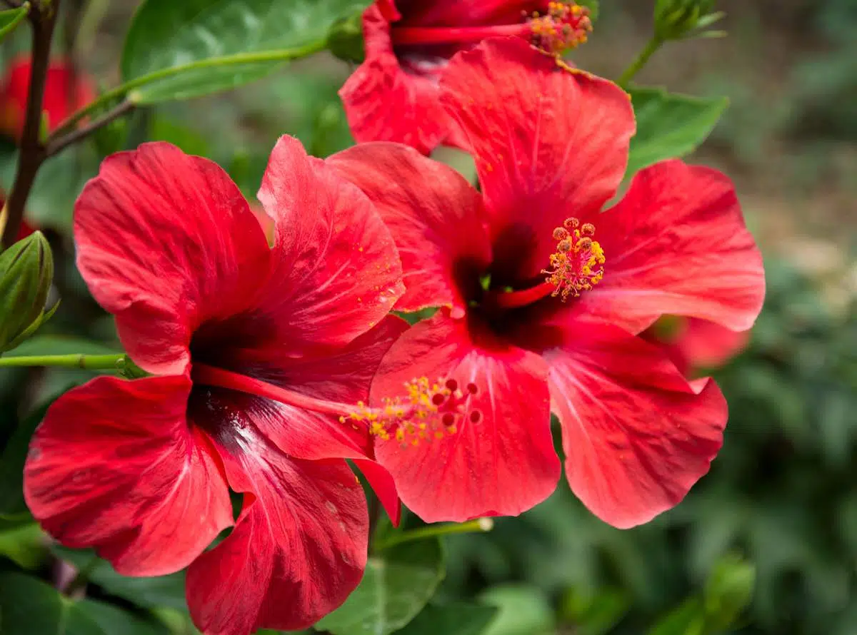 Comment savoir si mon hibiscus est d’intérieur ou d’extérieur ?