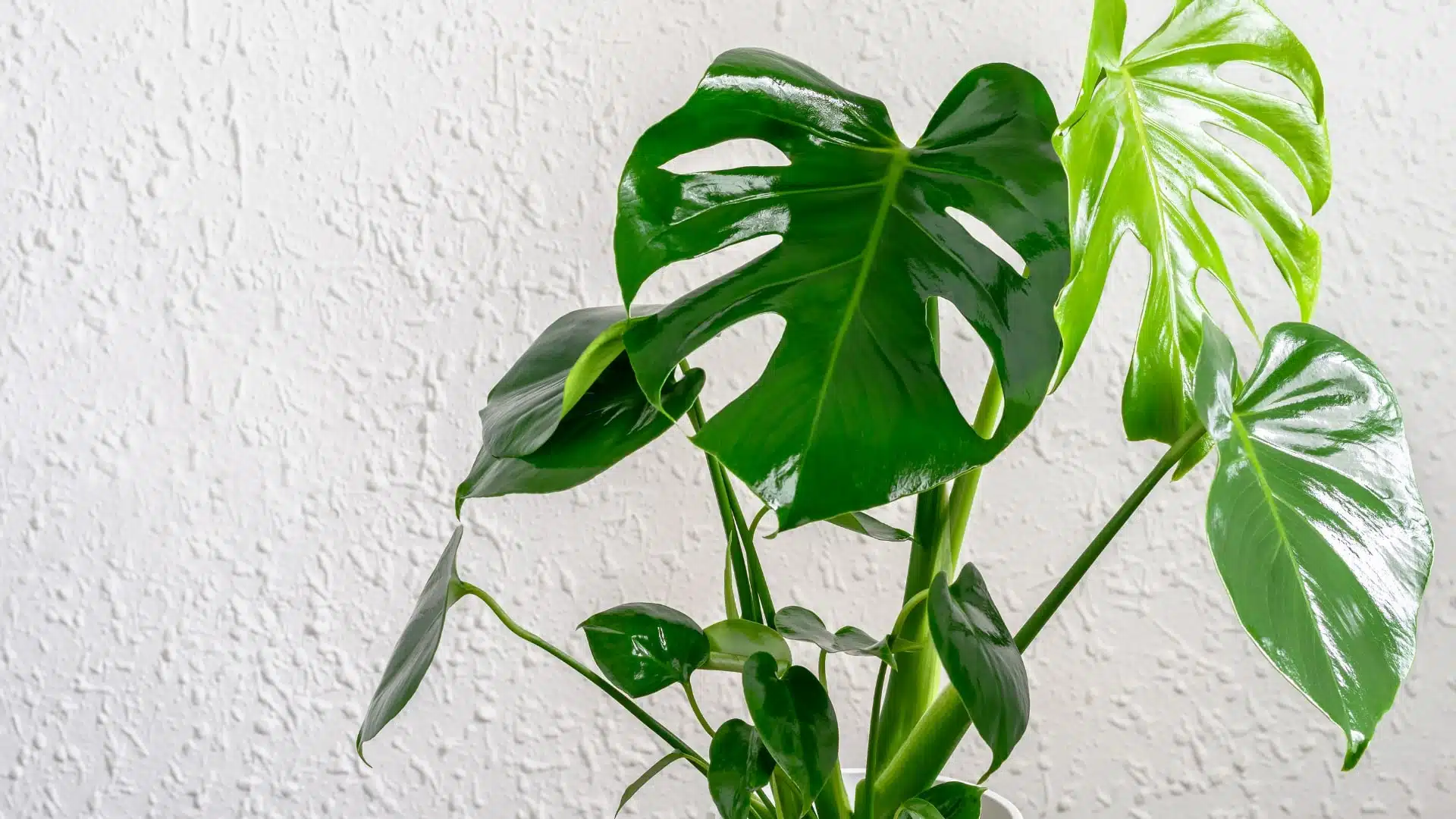 La Monstera Deliciosa, une plante exotique aux multiples facettes