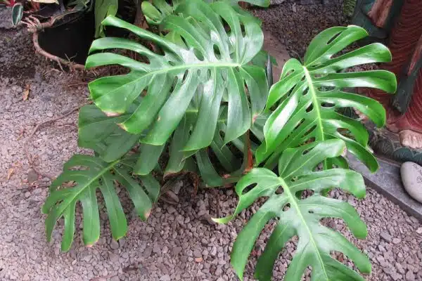 La Monstera Deliciosa, une plante exotique aux multiples facettes.