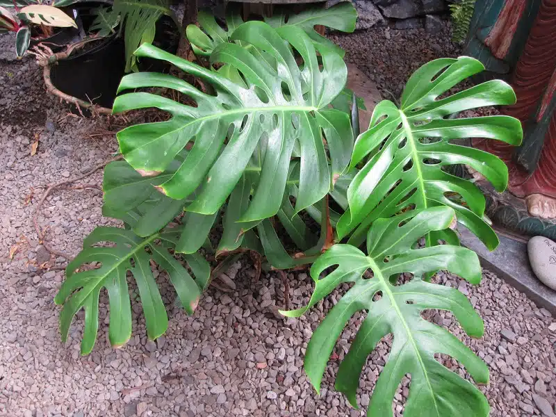 La Monstera Deliciosa, une plante exotique aux multiples facettes.