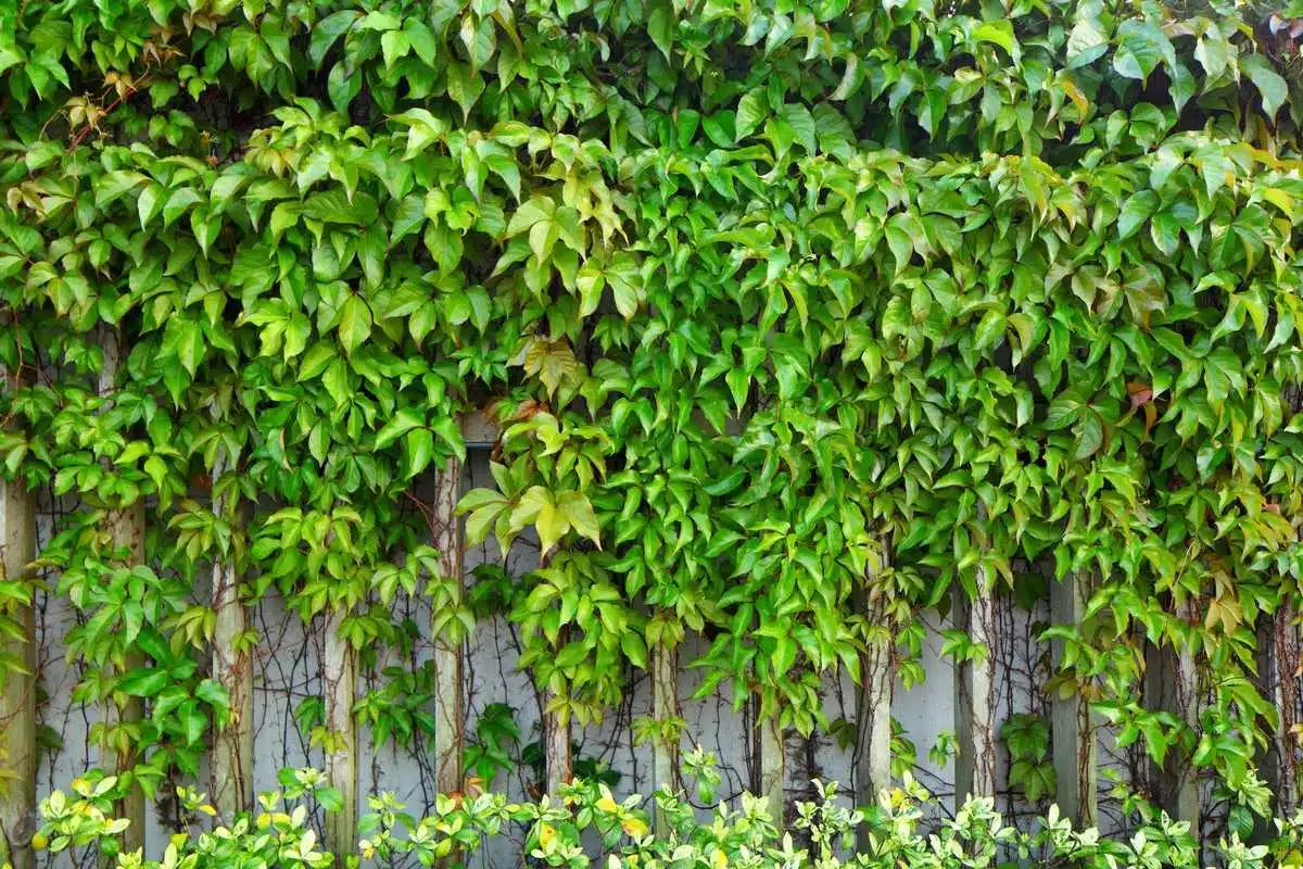 Utiliser des plantes grimpantes pour couvrir un mur extérieur moche du voisin