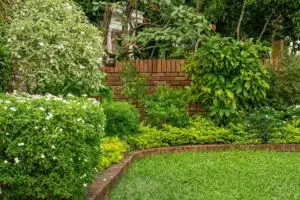 Utiliser des plantes grimpantes pour couvrir un mur extérieur moche du voisin