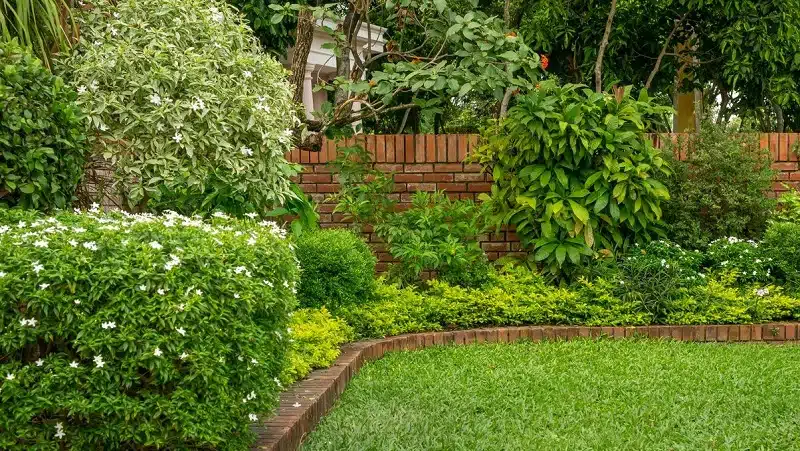 Utiliser des plantes grimpantes pour couvrir un mur extérieur moche du voisin