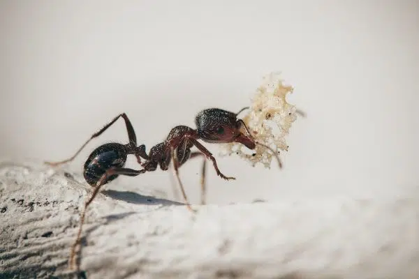 Comment lutter contre les fourmis dans la maison ?