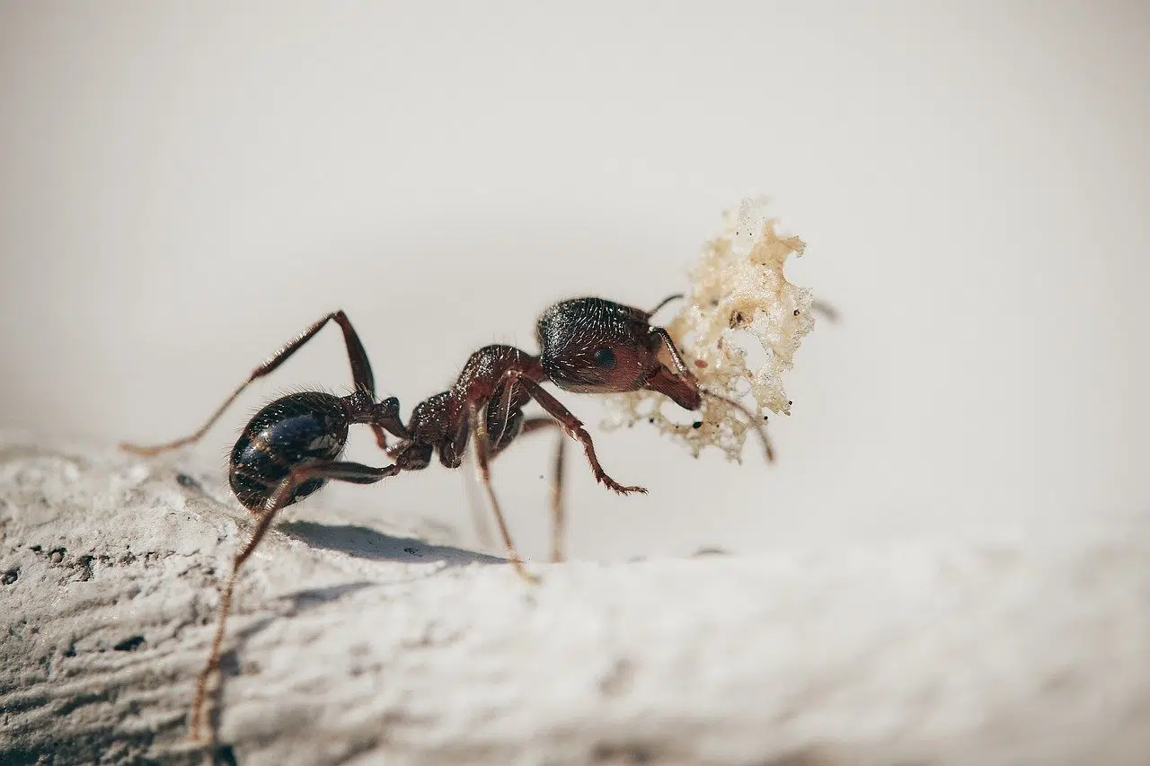 Comment lutter contre les fourmis dans la maison ?