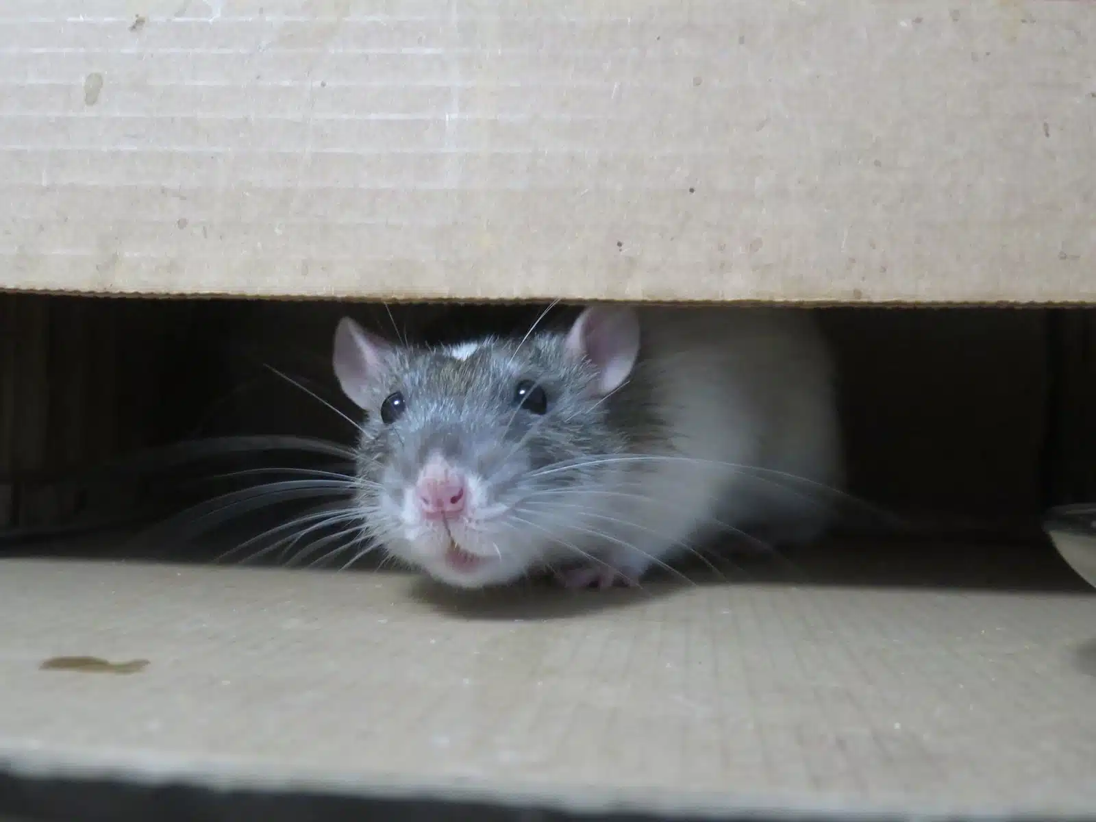 Souris et rats : l’assurance habitation intervient-elle ?