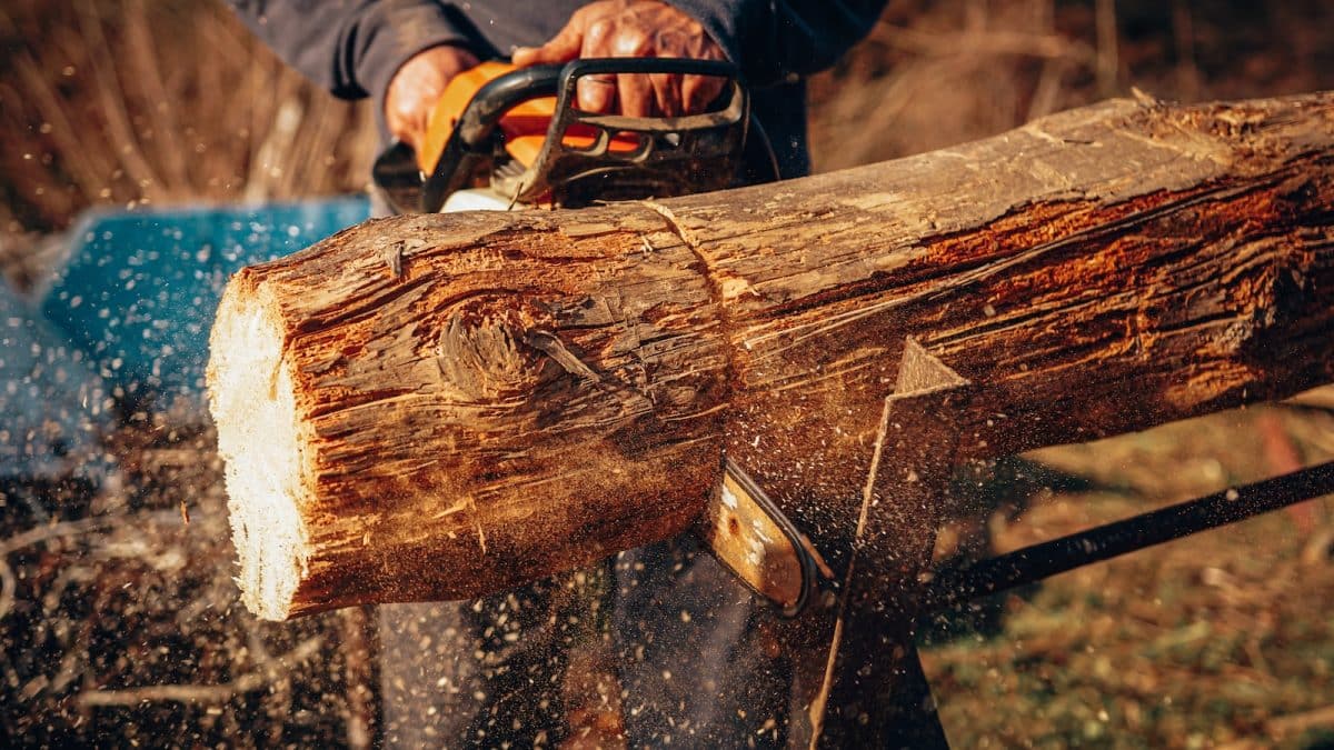 Protégez votre jardin : 4 signaux d’alerte indiquant qu’il est temps d’abattre vos arbres