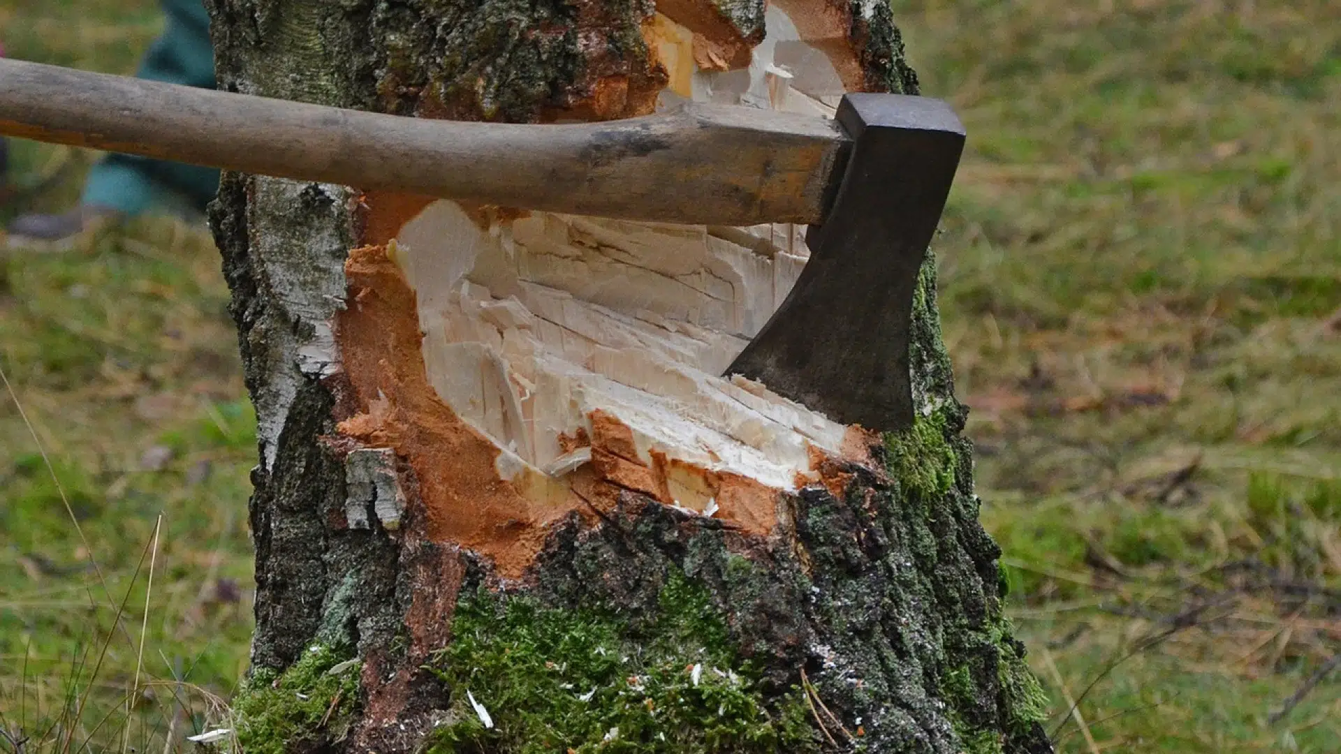 Comment entretenir un arbre ?