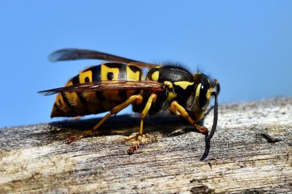 Comment se passe la destruction de nid de guepes et frelons par un professionnel ?