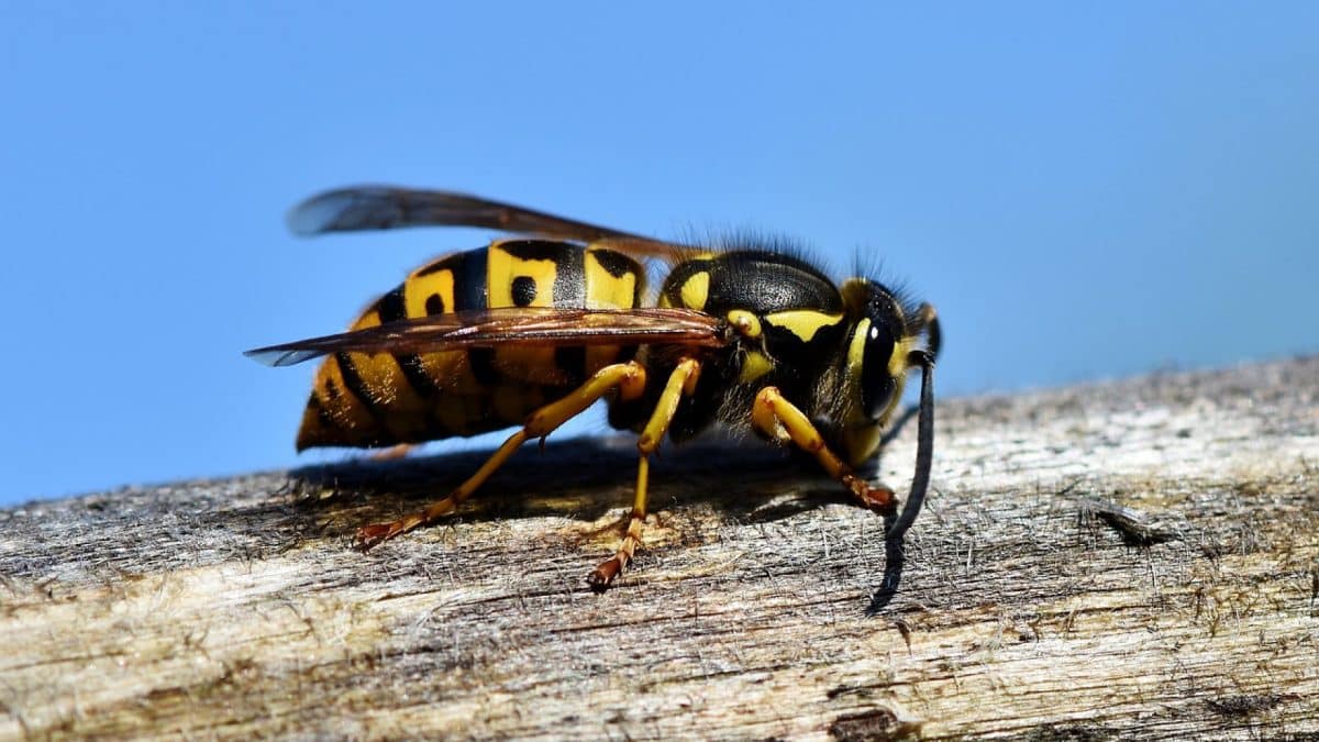 Comment se passe la destruction de nid de guepes et frelons par un professionnel ?