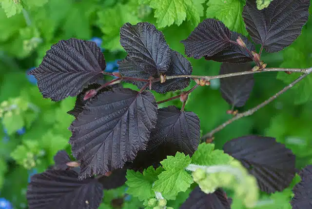 Les arbustes à fleurs jaunes pour le printemps à connaitre