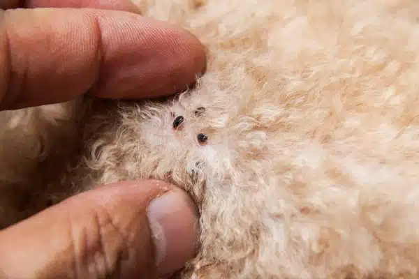 Comment vous débarrasser des puces d’animaux chez vous ?