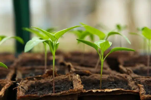 La serre de jardin est idéale pour vos plantations !