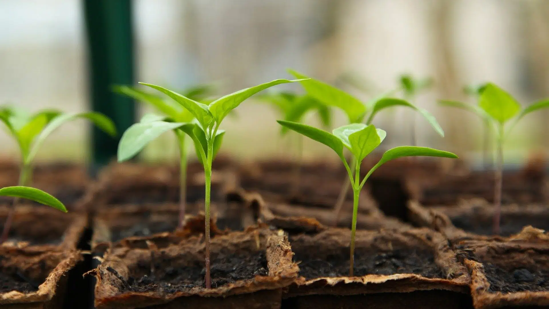 La serre de jardin est idéale pour vos plantations !