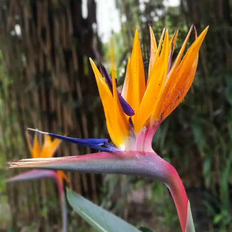 Oiseau de paradis : les soins à apporter