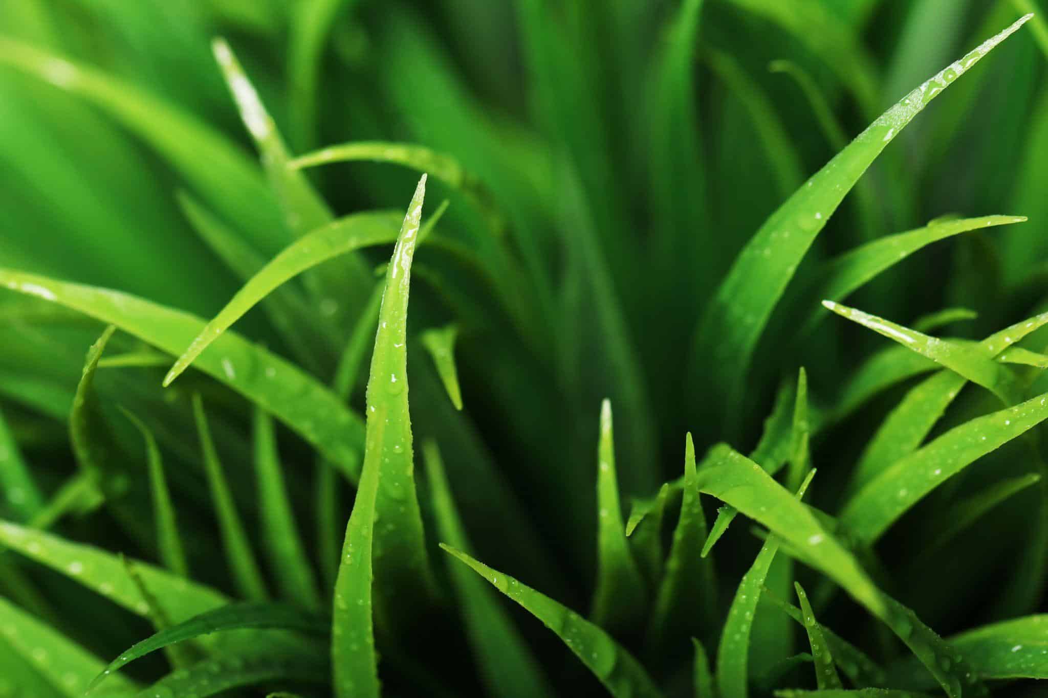 Une pelouse synthétique est-elle aussi glissante qu’un gazon naturel  ?