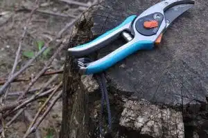 Quand tailler Prunus Arbuste ?