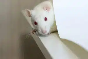 Comment faire sortir un rat de sa cachette ?