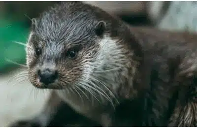 Comment se débarrasser des loirs dans les combles